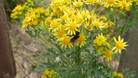 a bee pollinating a yellow flower in a garden in summer