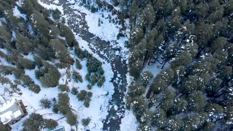 Luftaufnahmen-Von-Oben-Nach-Unten-Vom-Fluss-Beas,-Der-Altstadt-Von-Manali-Und-Großen-Kiefern,-Die-Nach-Einem-Schneefall-Im-Winter-Mit-Schneeflecken-Umhüllt-Sind,-Aufgenommen-Mit-Einer-Drohne-In-4k