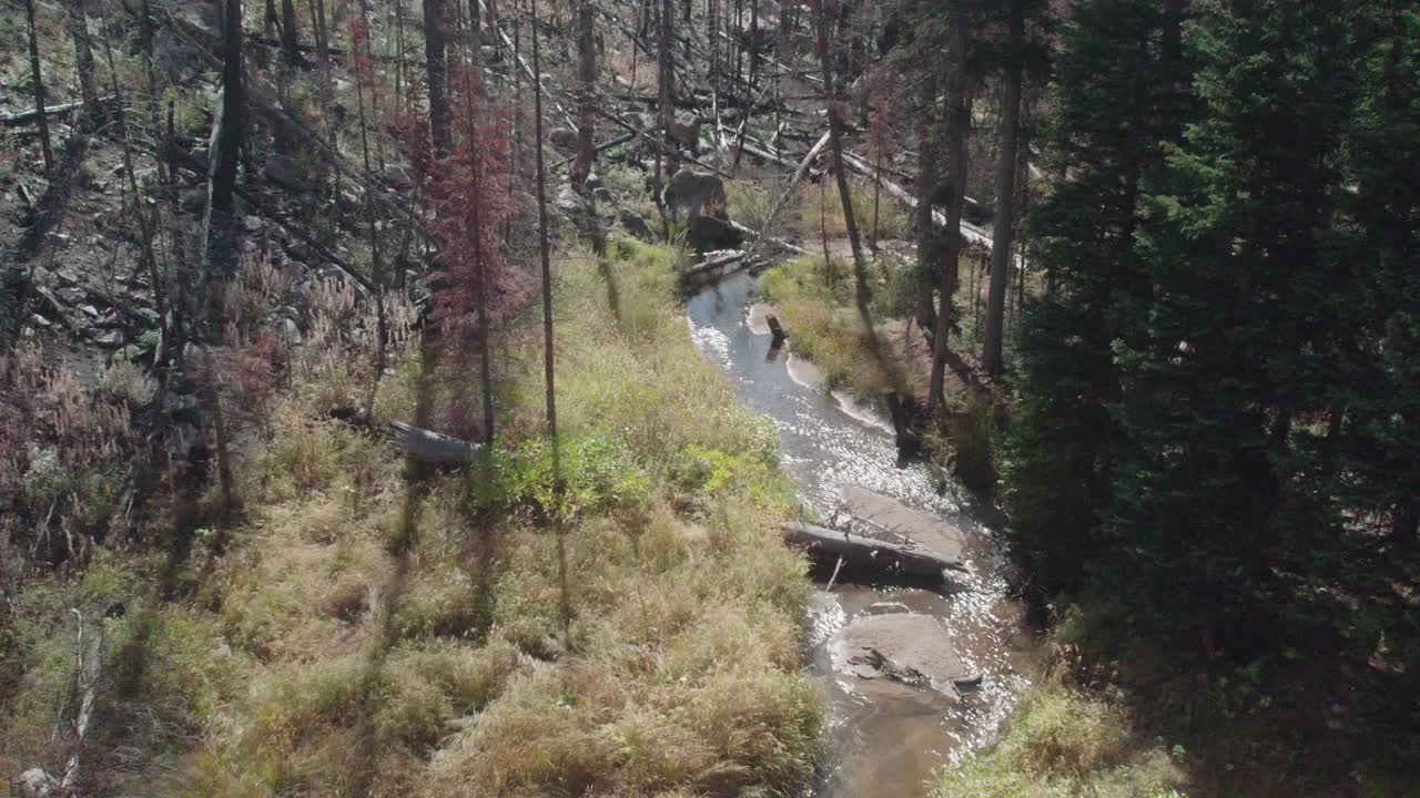 ascenso aéreo que revela un hermoso río que fluye claro a través de un bosque de pinos donde se pueden ver árboles quemados