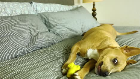 Close-up-of-Carolina-Dog-playing-with-toy-in-bed