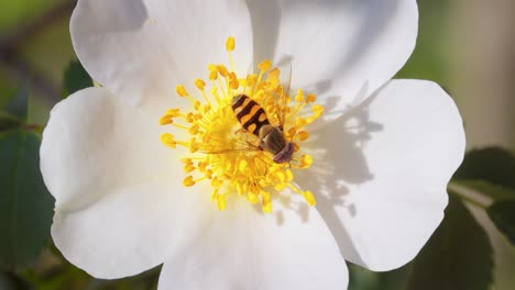 hoverflies, flower flies or syrphid flies, insect family syrphidae.they disguise themselves as dangerous insects wasps and bees.the adults of many species feed mainly on nectar and pollen flowers.