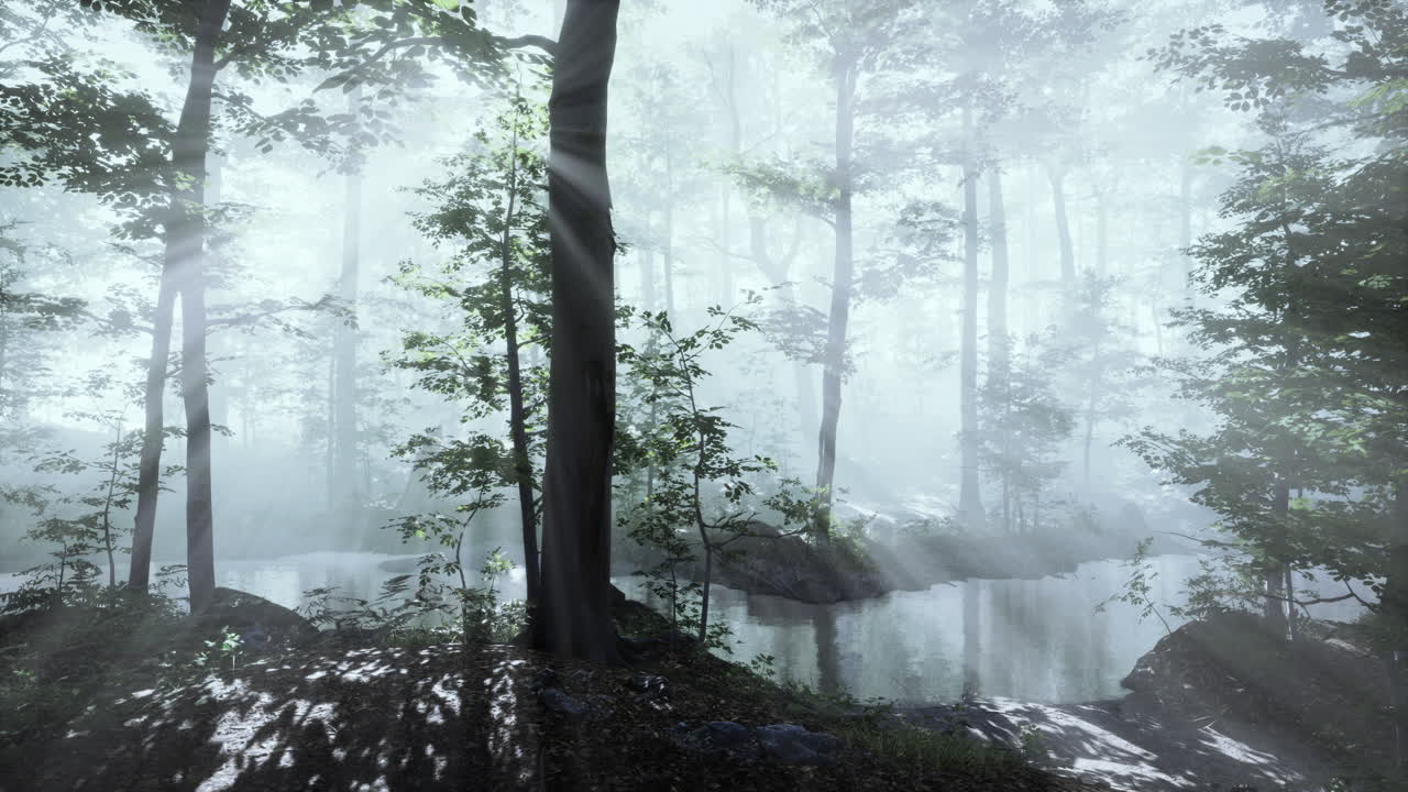 안개 가 가득 한 숲 에 떨어지는  ⁇ 빛 의 광선