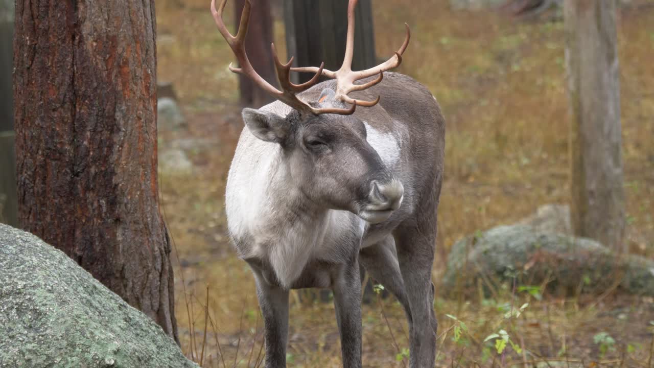 un reno solitario masticando en la naturaleza verde seca cubierta de árboles
