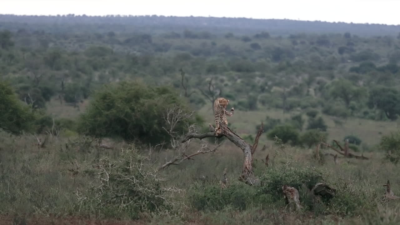 Cheetah struggles to balance on moving tree branch on pre-dawn savanna
