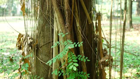 tree trunk with vines and leaves