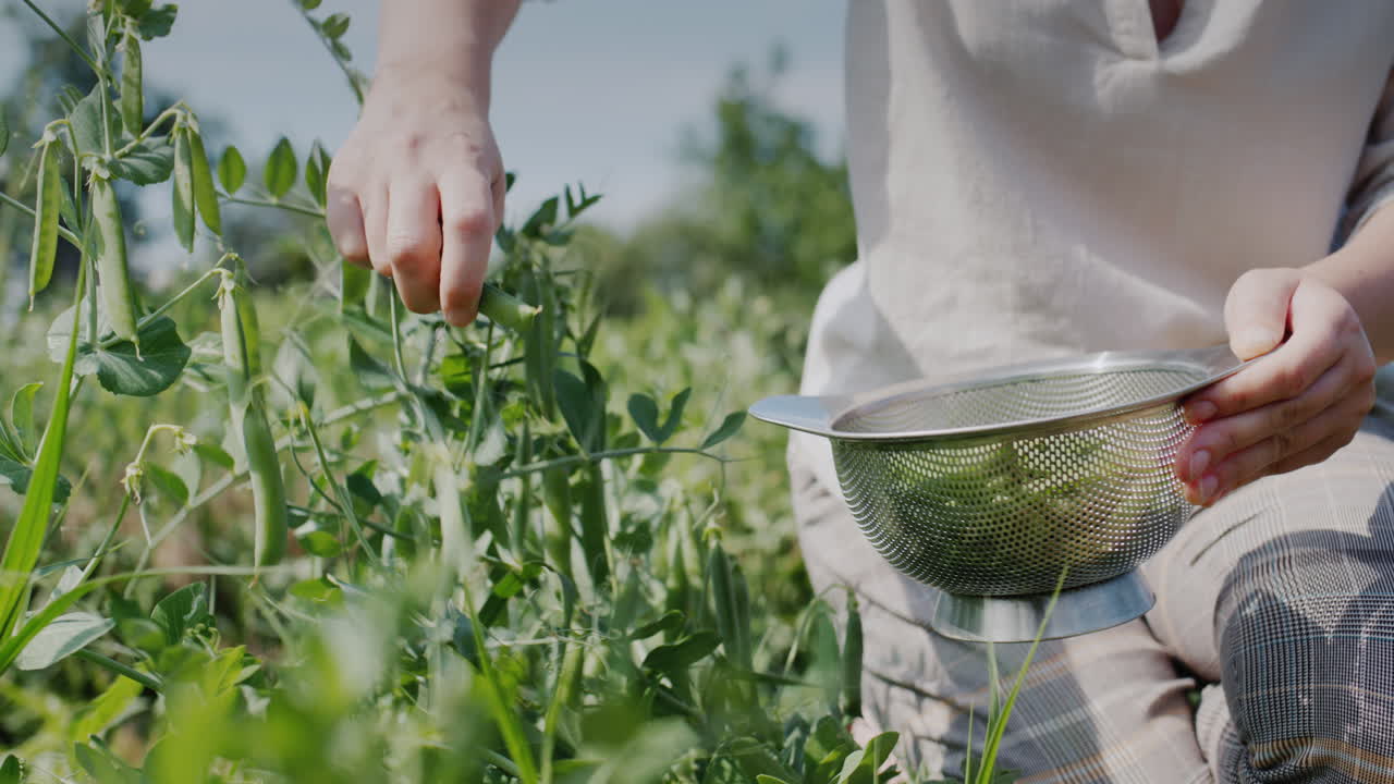 Farmer's hands picking pods of green peas in the garden