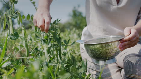 las manos del agricultor recogiendo vainas de guisantes verdes en el jardín