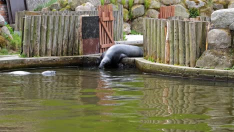 grey seal going into the water in the zoo - slow motion