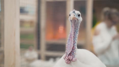 retrato de un pavo enfermo