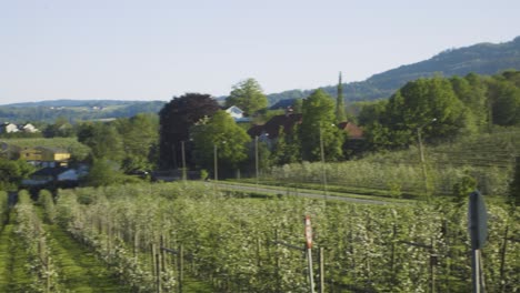 Rows-Of-Apple-Trees-In-Orchard-Meadow-Located-In-Lier,-Norway