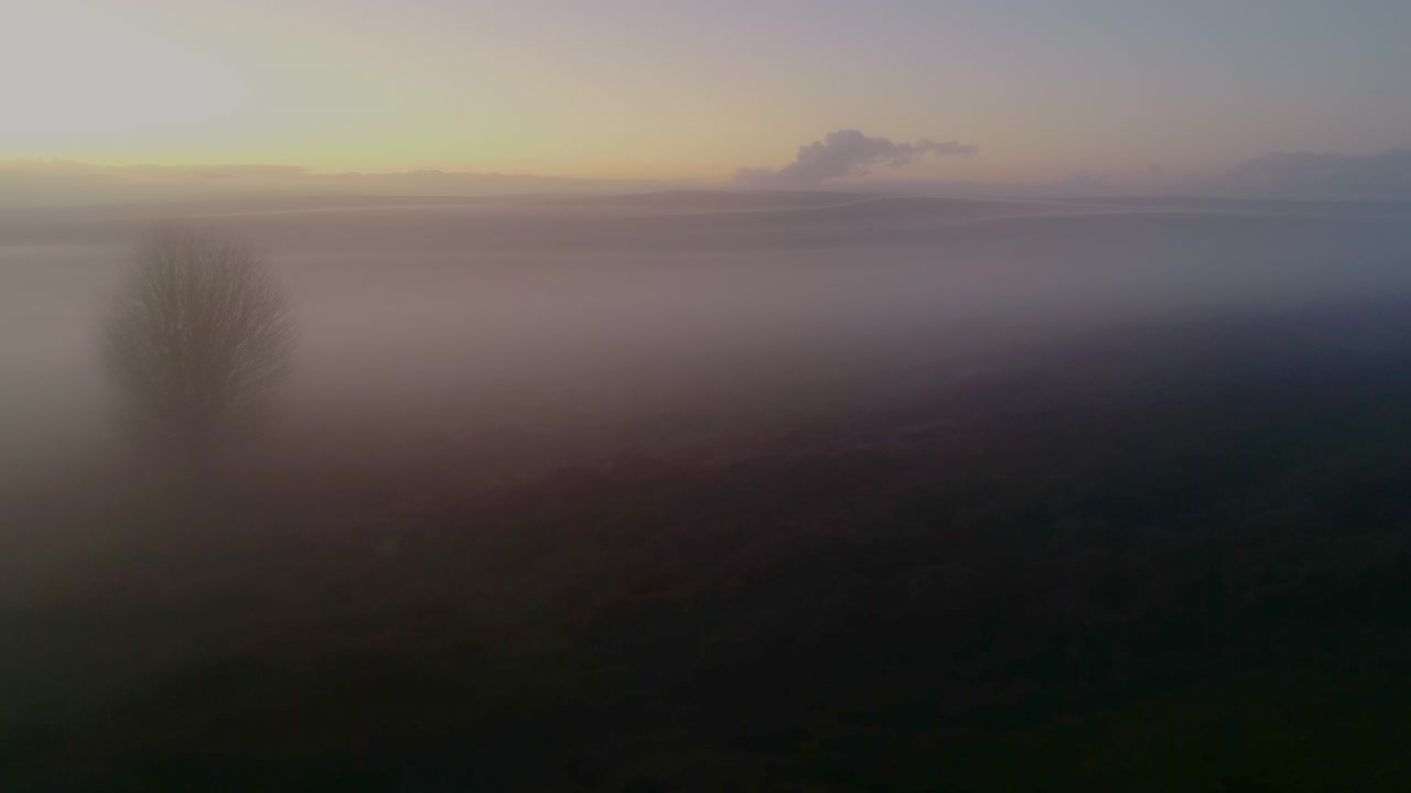 A lone tree in the mist on the North York Moors, England at sunset