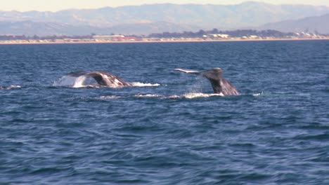 two whales breach the surface and splash with their tails off the coast of santa barbara california