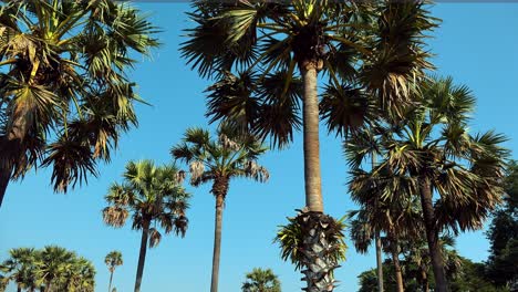 Tiro-De-Lapso-De-Tiempo-Medio-De-Hermosa-Palmera-En-El-Día