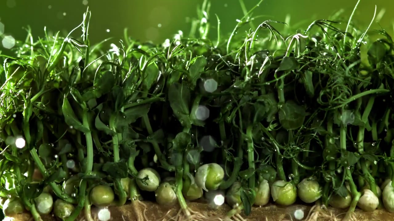 Fresh Pea Microgreens Being Watered in Slow Motion