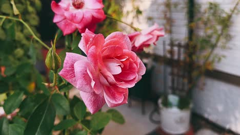 close-up of beautiful pink roses