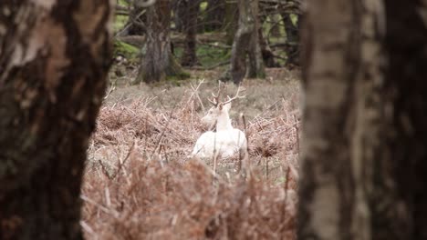 Ciervo-Blanco-En-El-Bosque-Nuevo-Clip-18