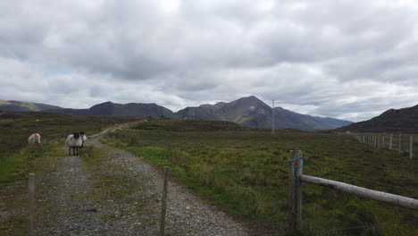 Toma-Panorámica-De-Montañas-Y-Ovejas-Detrás-De-La-Valla-En-Un-Día-Nublado-En-El-Condado-De-Galway,-Irlanda-En-4k