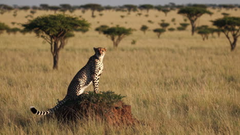 cheetah on a mound in the african savanna