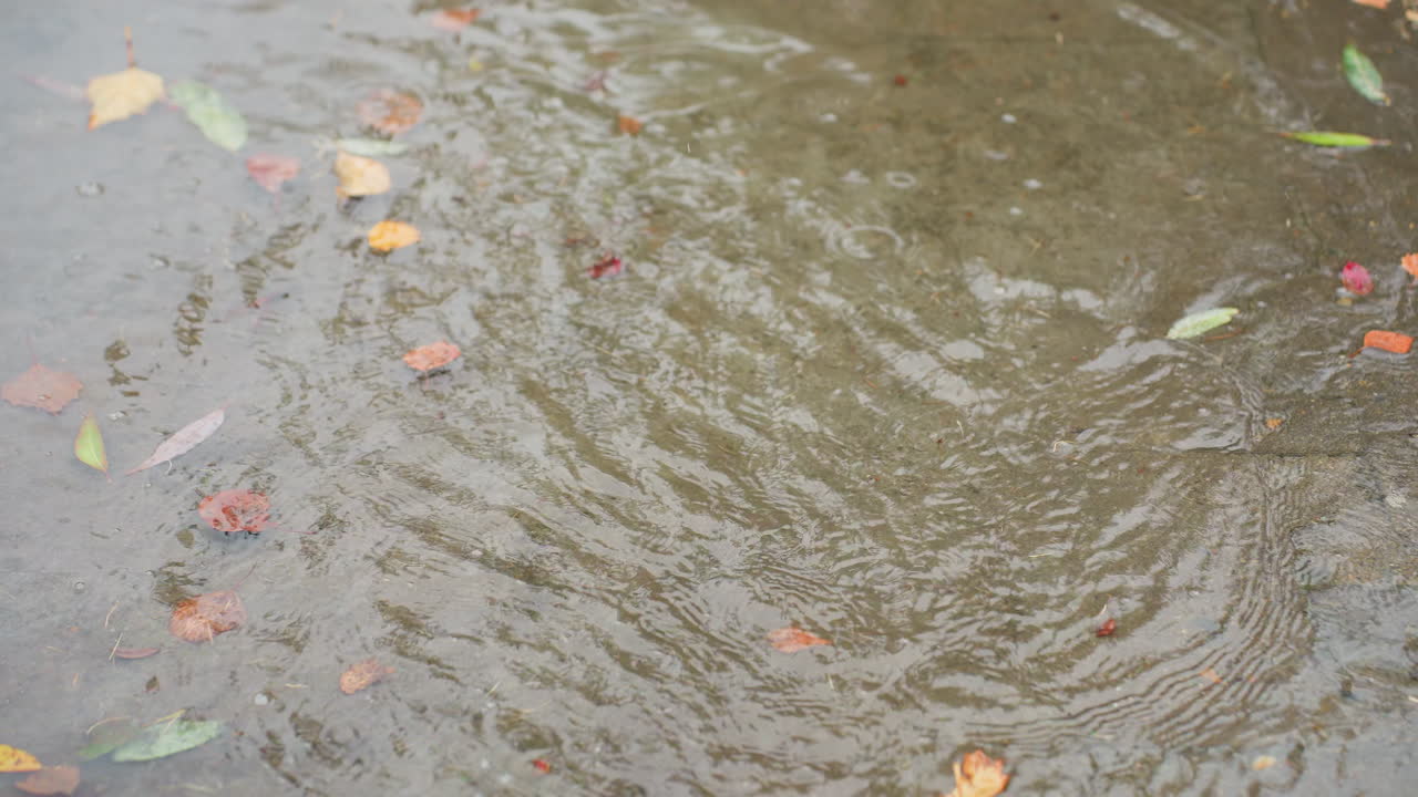 Black boot jumps into water puddle on wet paved path scattered with colorful autumn leaves and pine needles, ripples spreading across surface reflecting bare trees above during calm cold overcast day