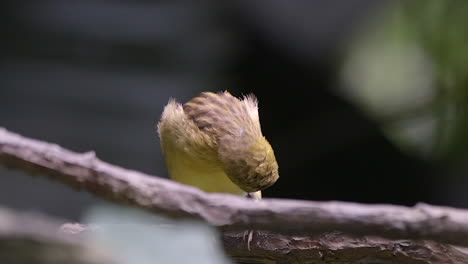 a beautiful yellow weaver bird, scratching and grooming itself on a tree branch - slow motion