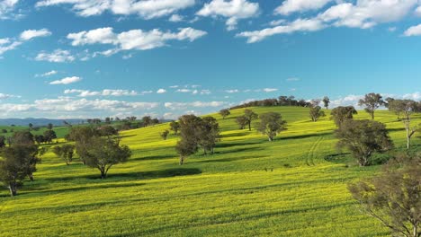 Eine-Ausgezeichnete-Luftaufnahme-Von-Rapsfeldern-In-Cowra-Australien-1