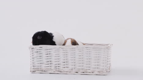 Studio-Shot-Of-Two-Miniature-Flop-Eared-Rabbits-Sitting-In-Basket-Bed-Together-On-White-Background