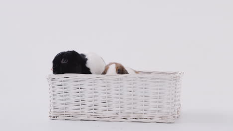 studio shot of two miniature flop eared rabbits sitting in basket bed together on white background