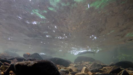 el parque nacional kaeng krachan es el hogar de muchos animales salvajes fantásticos y los arroyos son una fuente de vida de agua dulce para que los animales beban y los peces naden.