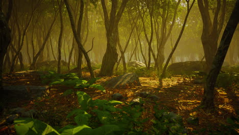 raíces de un árbol en un bosque brumoso