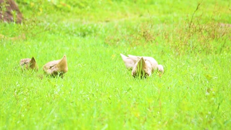 four desi native ducks comb through grass for food in bangladesh