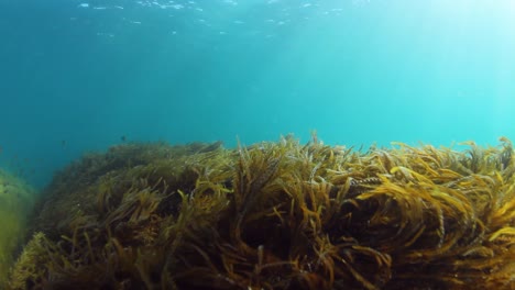 the construction of a new artificial reef