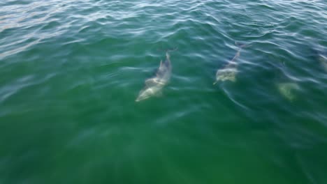 Aerial-4K-footage-of-a-pod-of-bottlenose-dolphins-swimming-by-the-coast-of-Santa-Barbara,-California,-USA