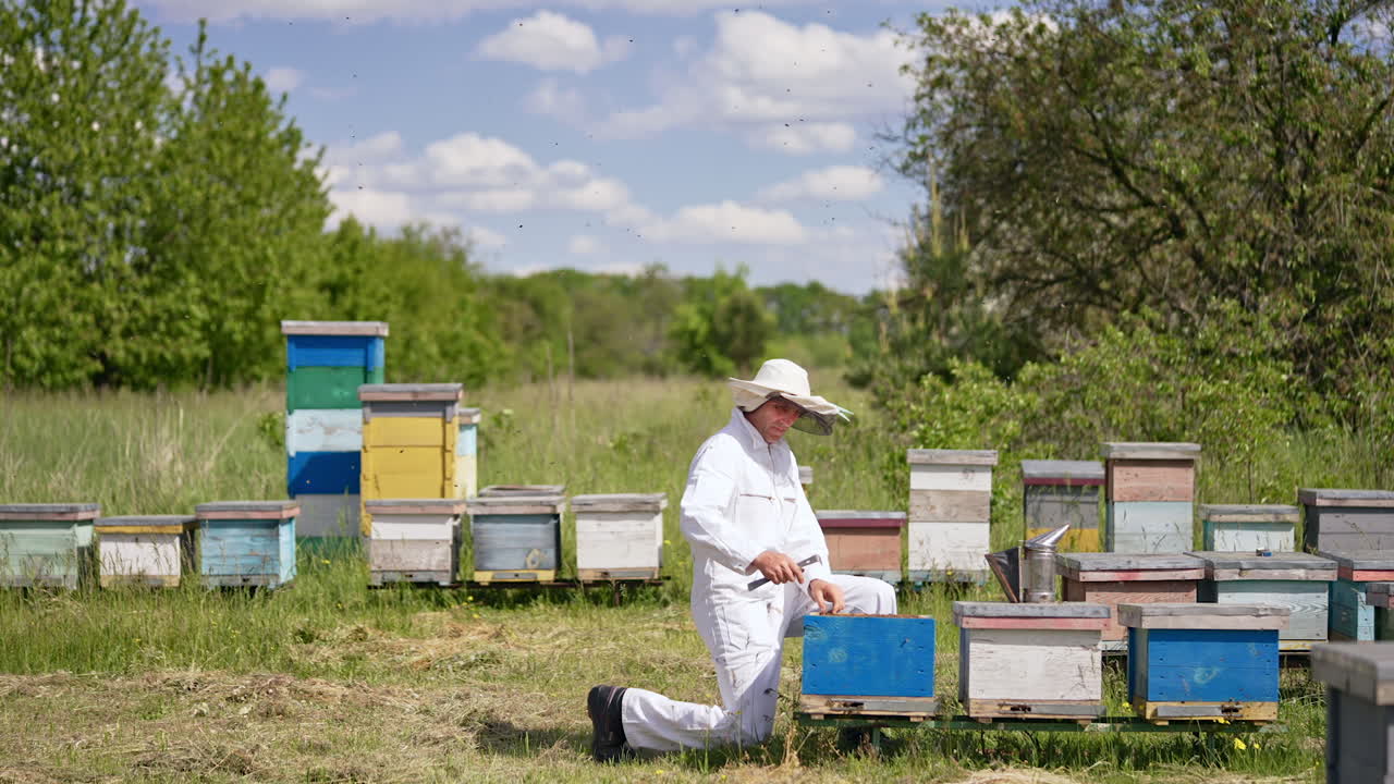 Rural bee farm in the picturesque scenery. Beekeeper comes and kneels at the beehive to check it.