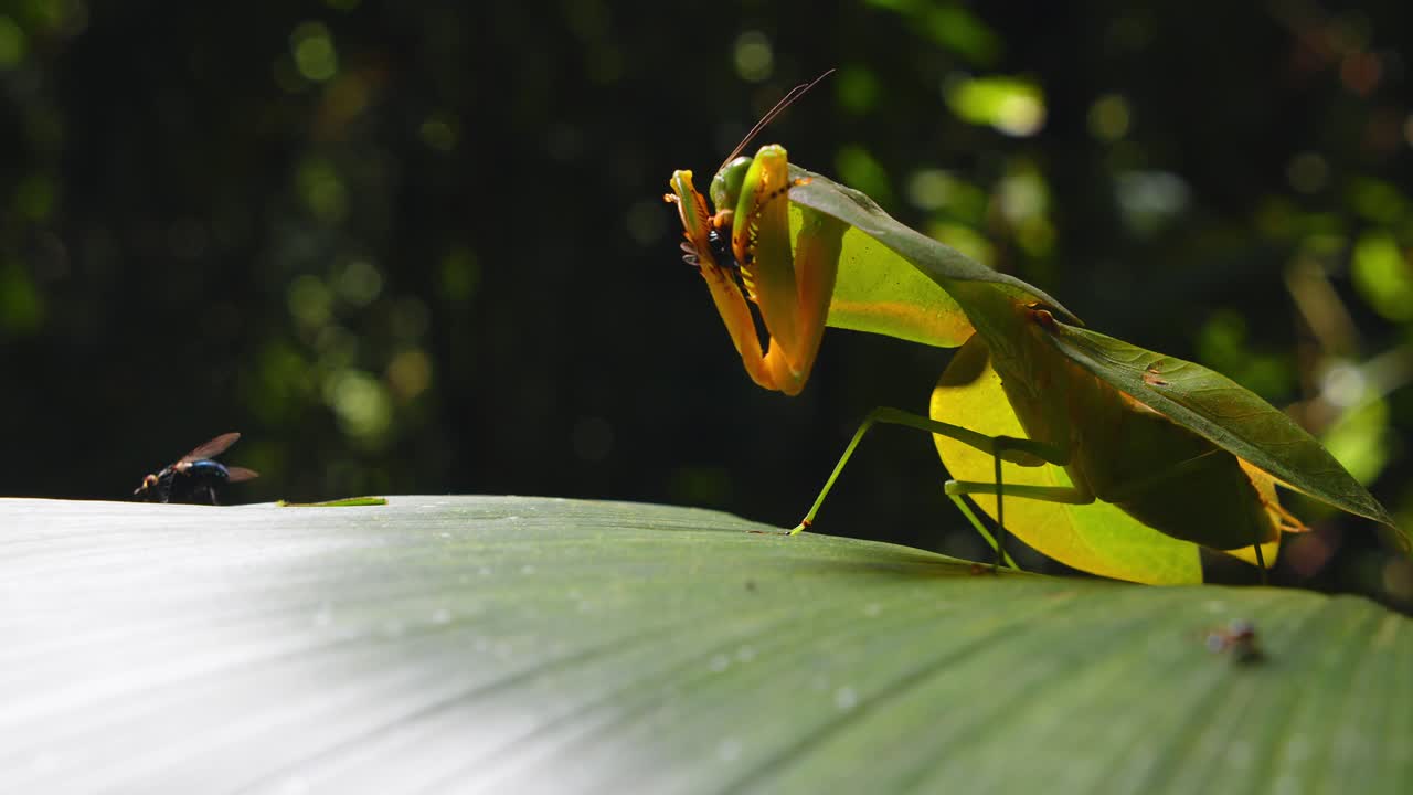 A cobra mantis snatches a fly on a leaf with its pincers like arms in Peru’s rainforest, captured in thrilling closeup detail.