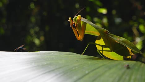 a cobra mantis snatches a fly on a leaf with its pincers like arms in peru’s rainforest, captured in thrilling closeup detail.