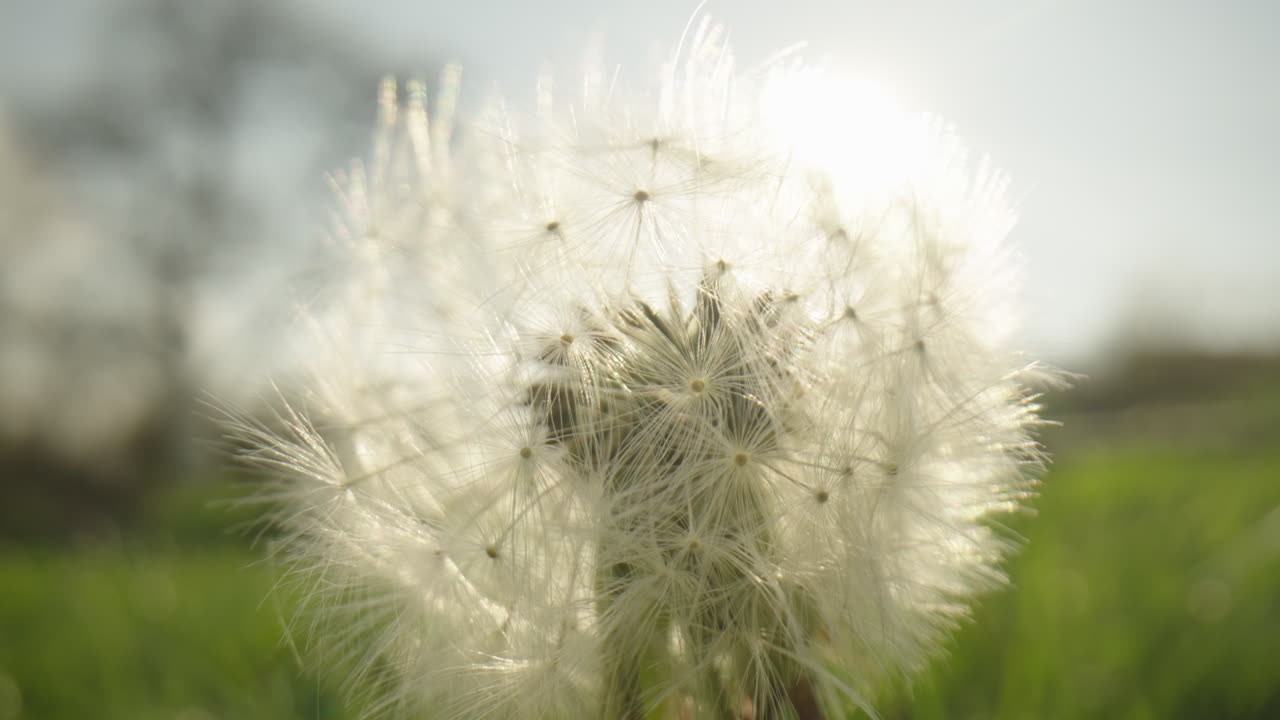 단델리온 씨 머리의 클로즈업