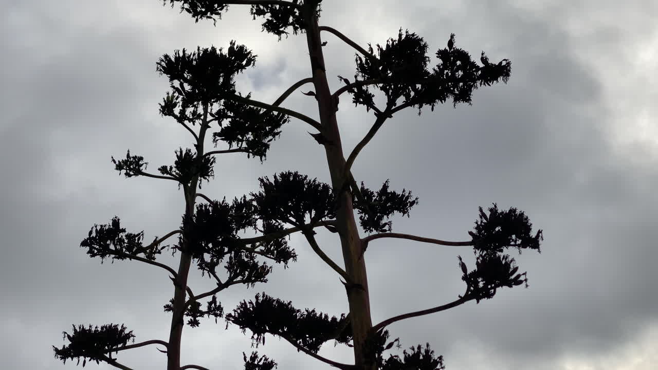 Agave silhouette swaying against a stormy grey sky, branches dancing in the wind for a moody, meditative nature shot