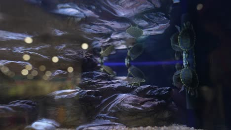 grupo de tortugas en un acuario