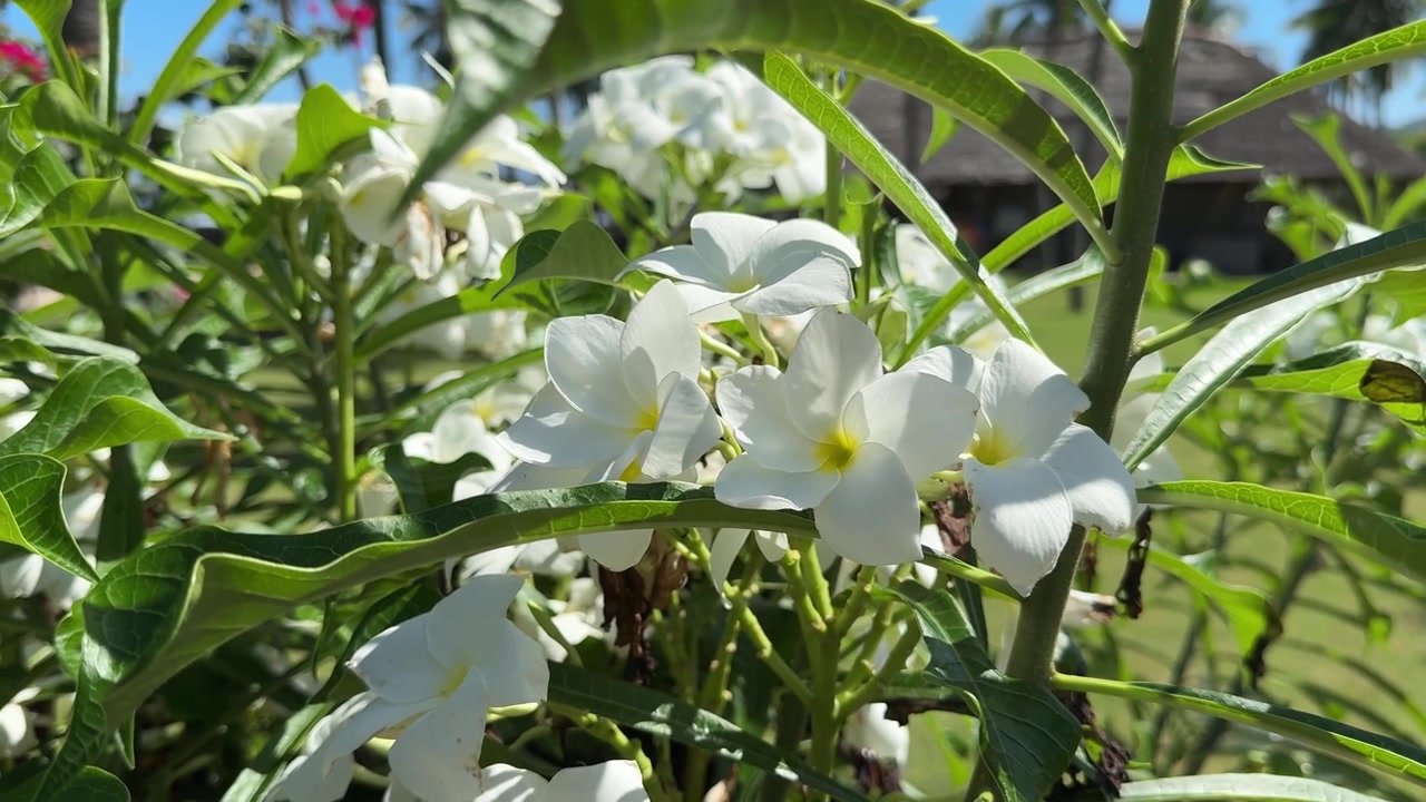 Flores tropicais brancas balançando suavemente em um jardim ensolarado