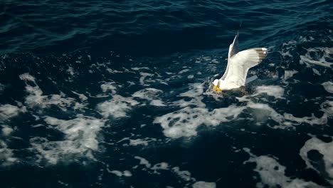 gaviota recogiendo pan de una superficie en cámara lenta