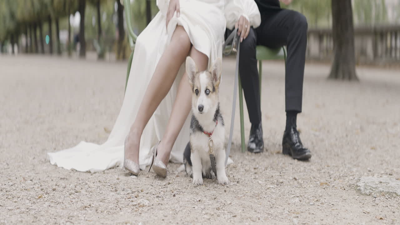 Wedding in Paris with a Corgi