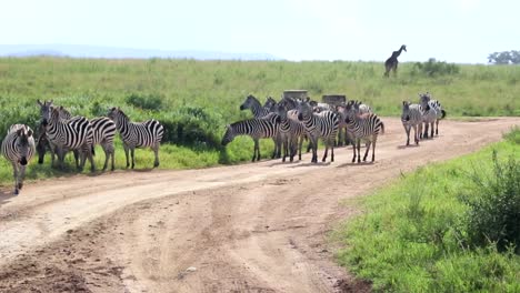 panning shot of a herd of zebras standing on a safari dirt track while a giraffe leaves