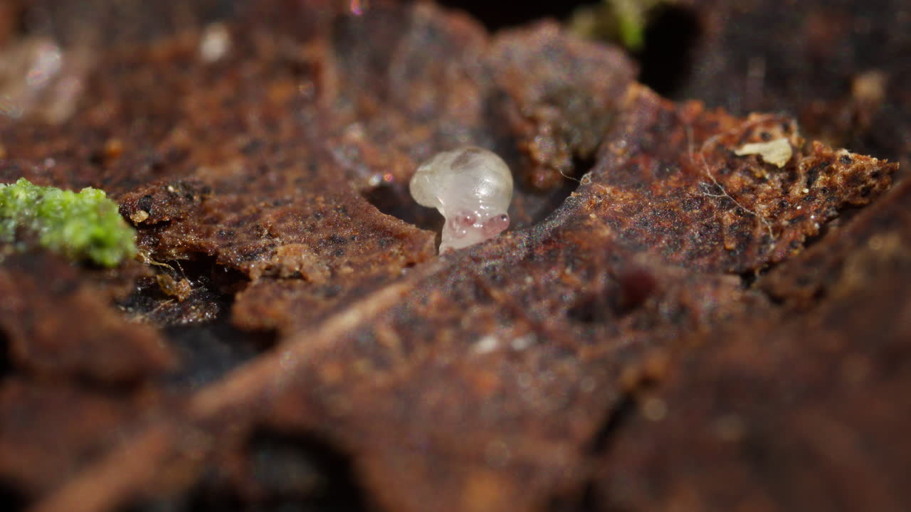 caracol transparente recién nacido en una hoja en descomposición en el suelo del bosque