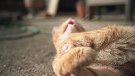 Close-up-macro-view-of-young,-orange,-soft-cat-laying-and-rolling-around-in-the-morning-sun-outside