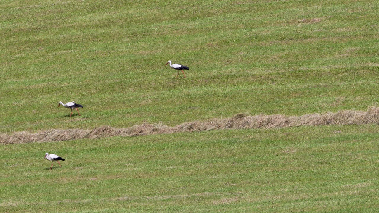 Three storks walk in single file across a wide open grass field under bright sun.