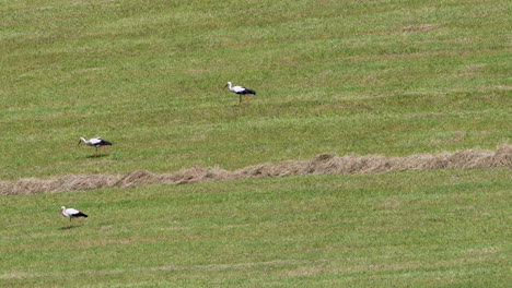 three storks walk in single file across a wide open grass field under bright sun.