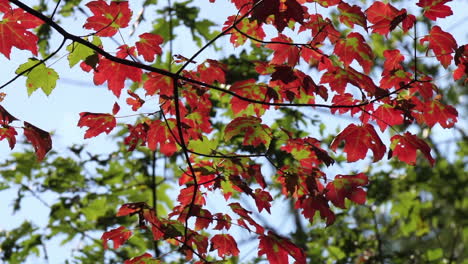 maple tree leaves turned red in autumn