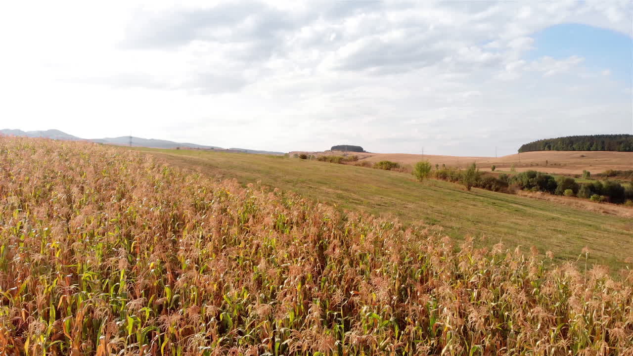 Aerial Footage over Corn Field in the summer