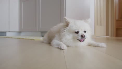 white pomeranian dog at home