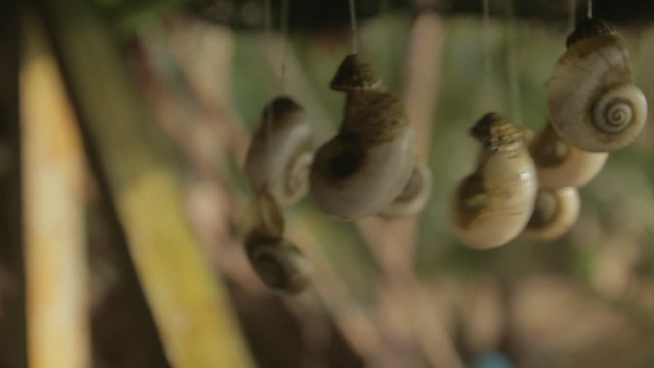 Decorative seashell arrangement in a Colombian hut by the Darien Gap